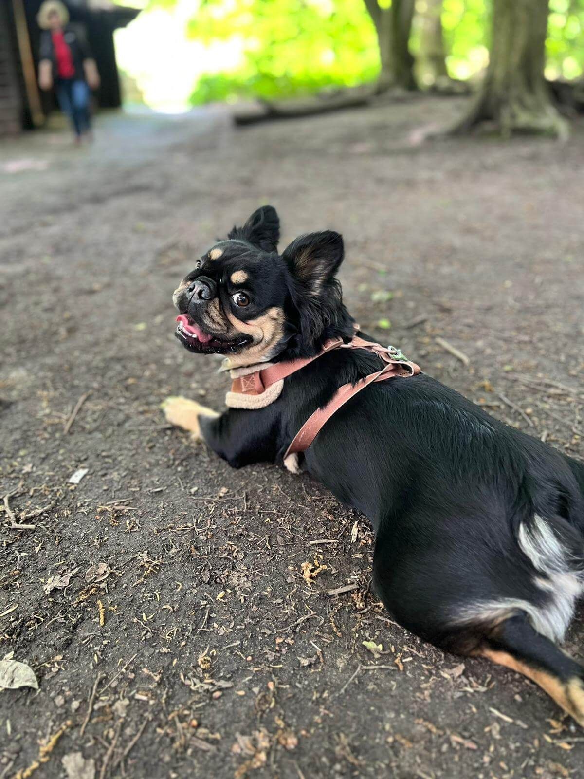 French bulldog lying on a woodland path