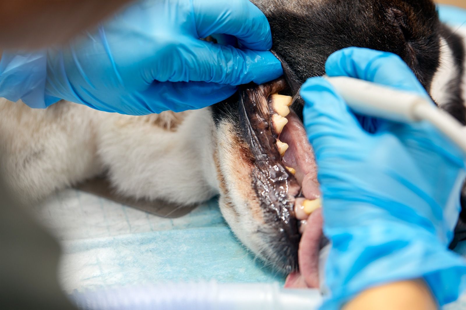 Pet teeth cleaning at Paws Grooming Empire