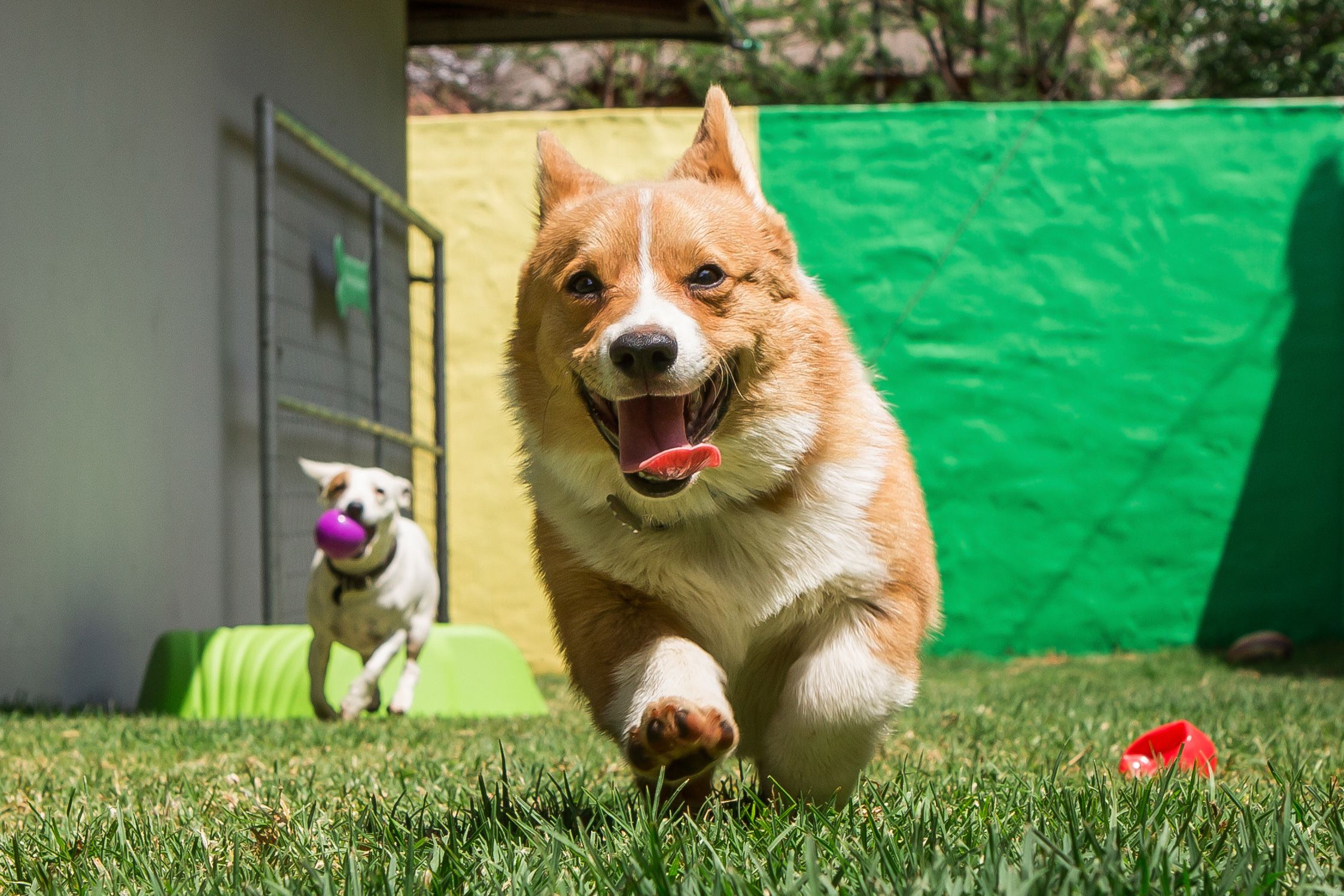 Corgi running in the dog day care play area