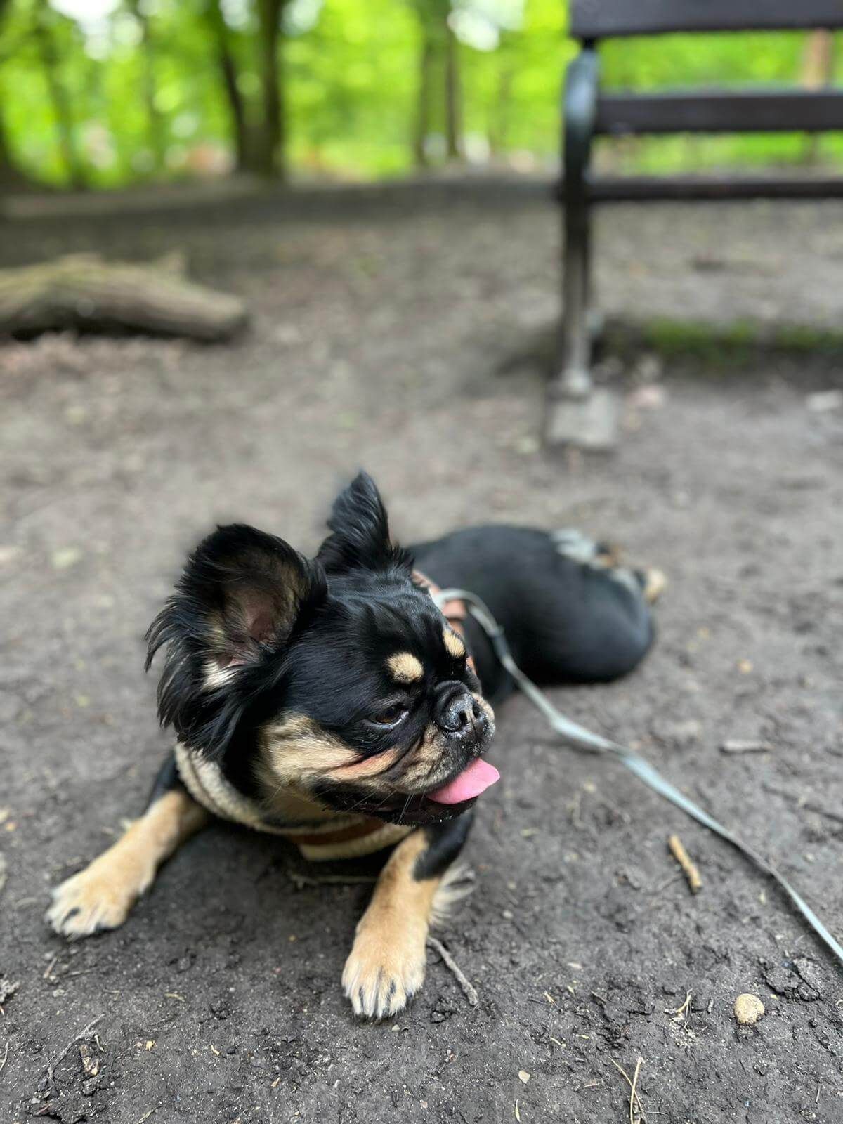 dog-walking-1.jpg