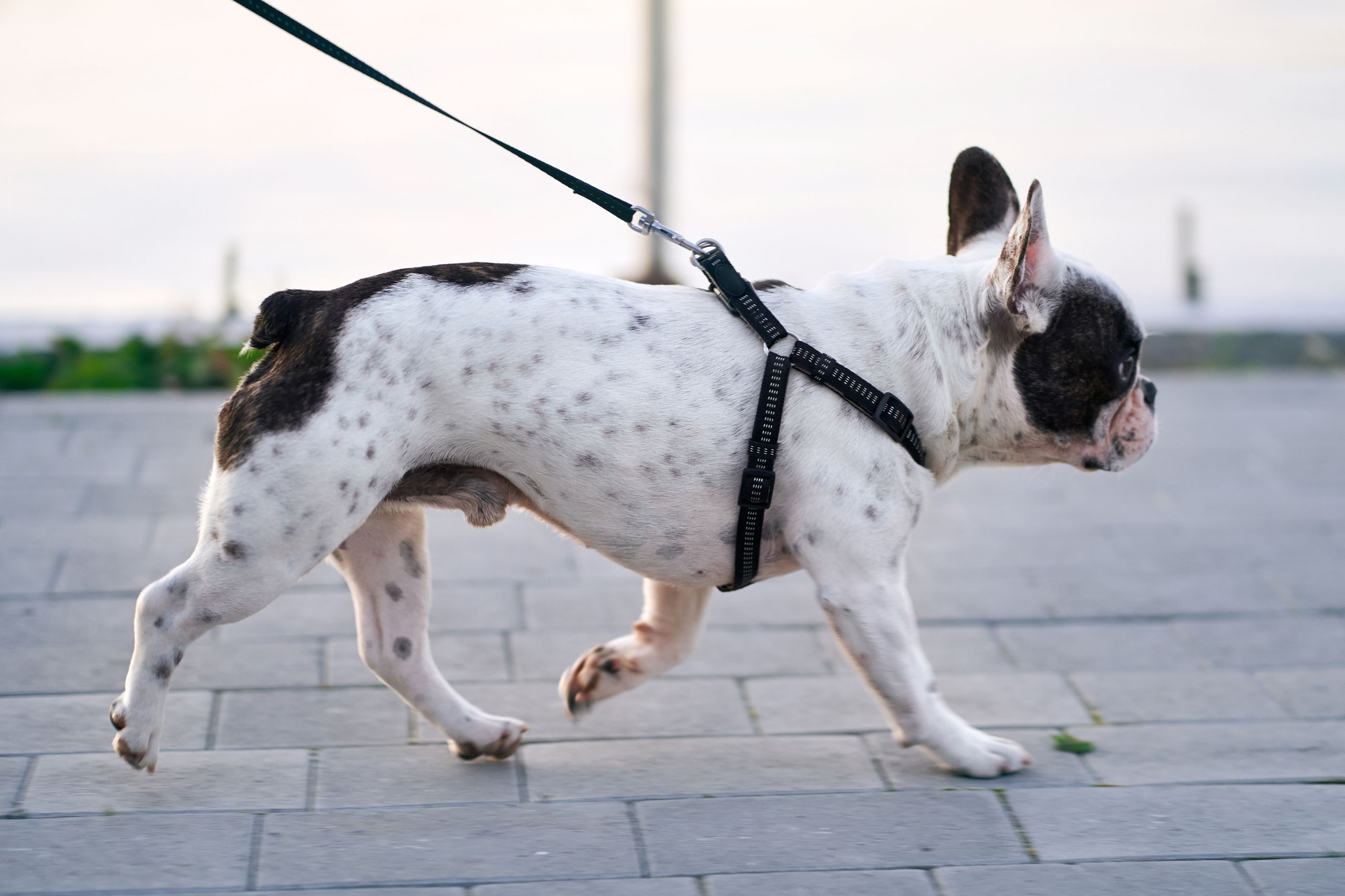 French bulldog on a dog walk