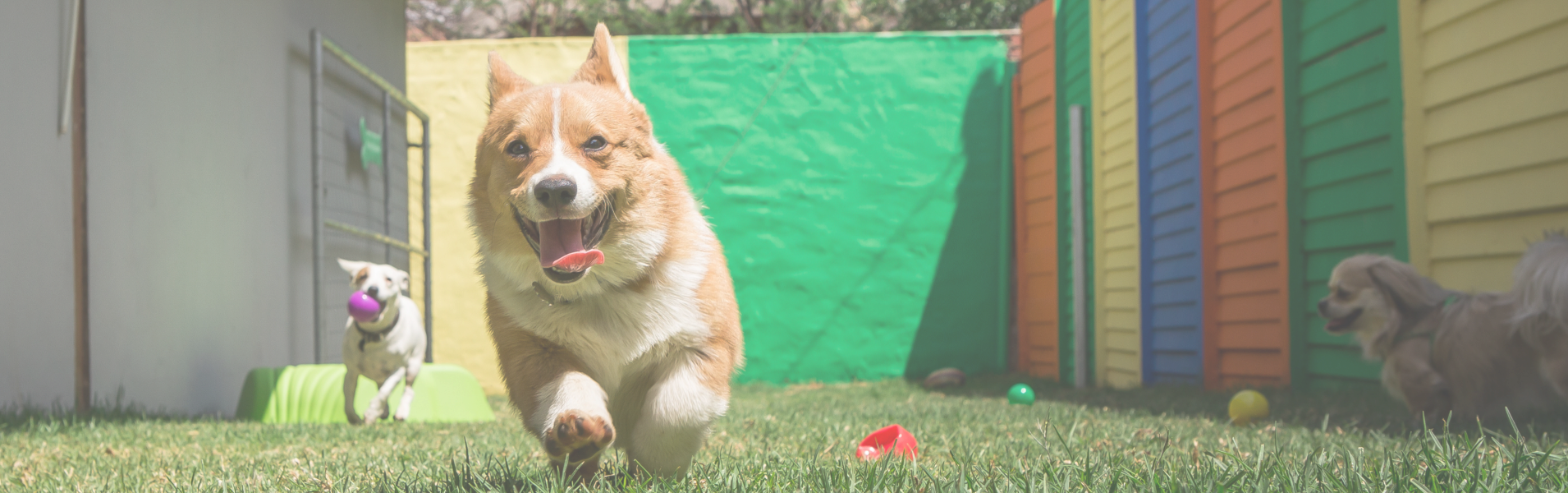 Dogs playing in the day care play area