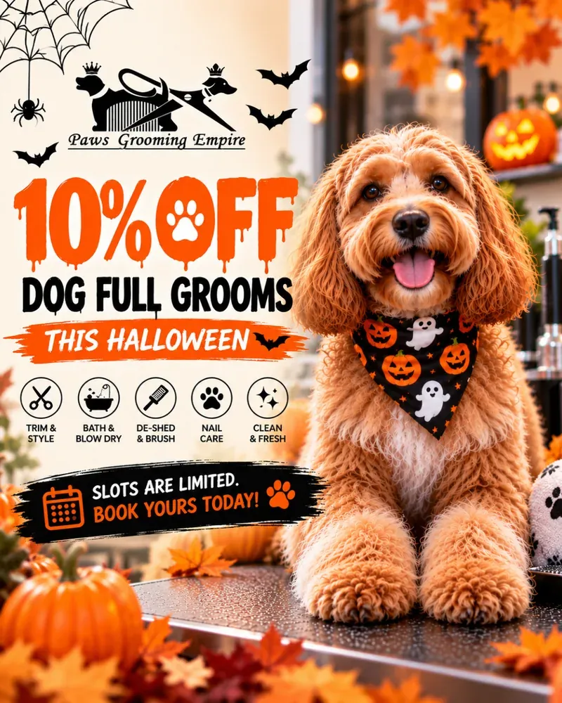Halloween offer: 10% off dog full grooms at Paws Grooming Empire, East Finchley. A happy cockapoo wearing a pumpkin and ghost bandana. Includes trim and style, bath and blow dry, de-shed and brush, nail care.