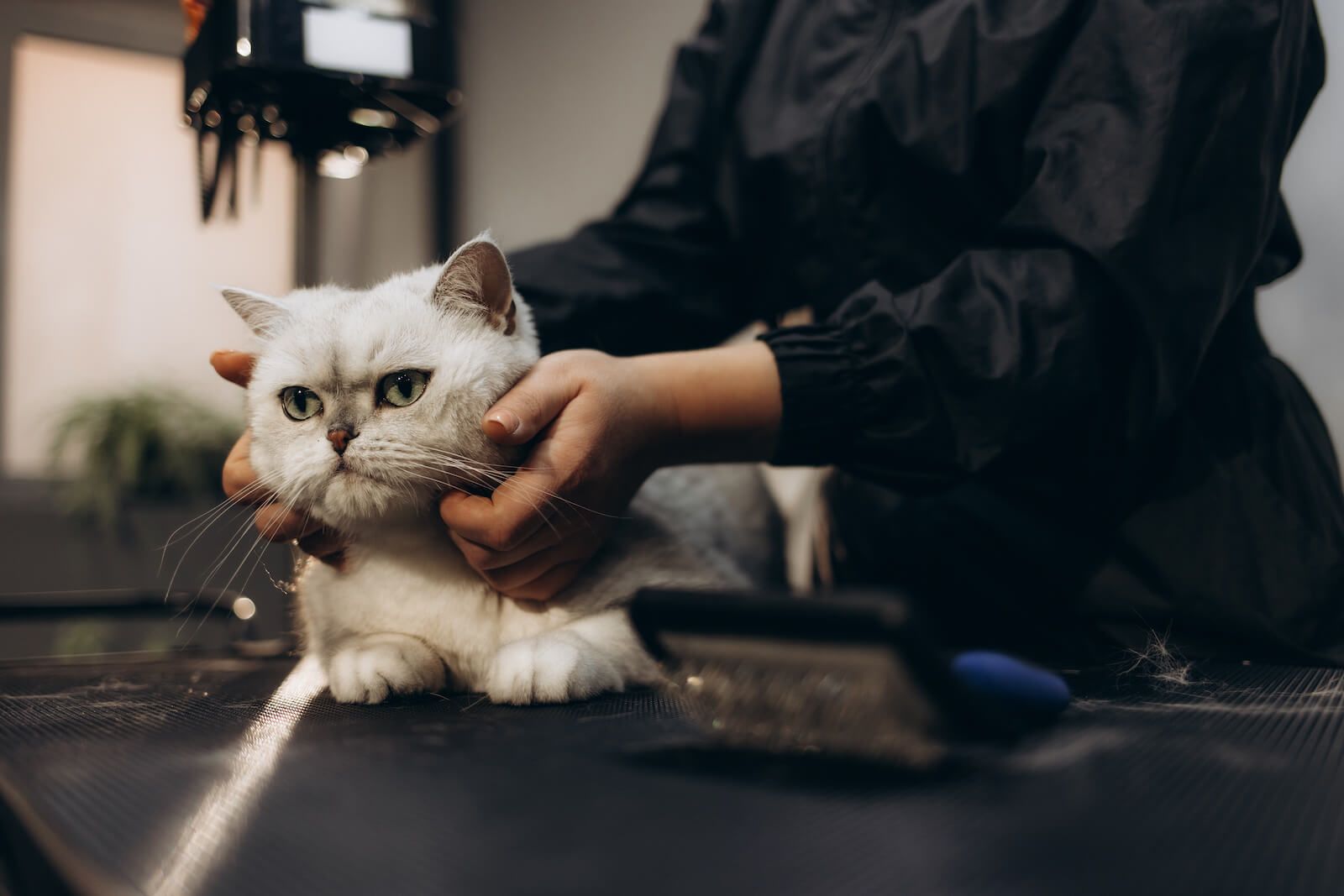 Cat receiving a grooming treatment