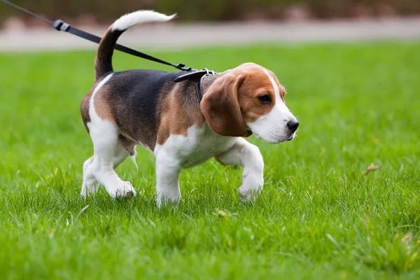 Beagle following a scent on the grass