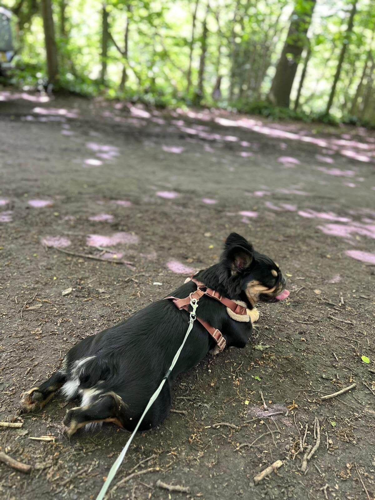 dog-walking-2.jpg
