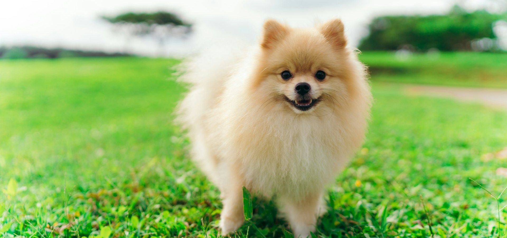 Our Professional Guide to Pomeranian Dog Grooming