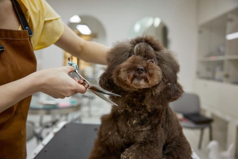10 Reasons Why Regular Dog Grooming is Recommended by Professionals