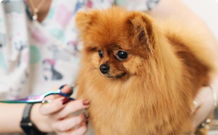 Spot the Signs: How to Know If Your Dog Needs Glands Squeezed & If Anal Glands Cause Smelly Odors