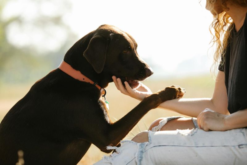 Can Doggy Day Care help with Separation Anxiety?