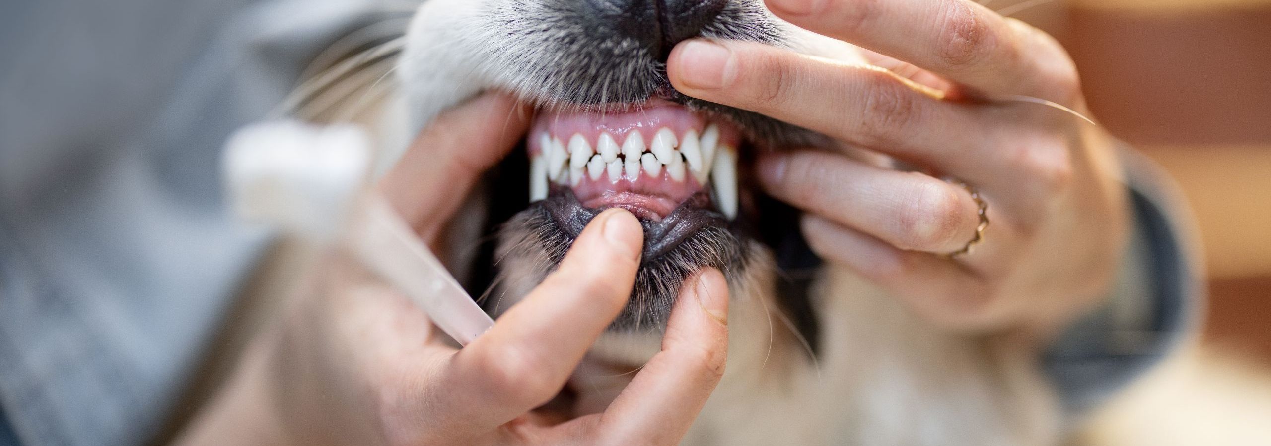 Pet Teeth Cleaning & Pet Dental Care: Essential Guide for Healthy Pets