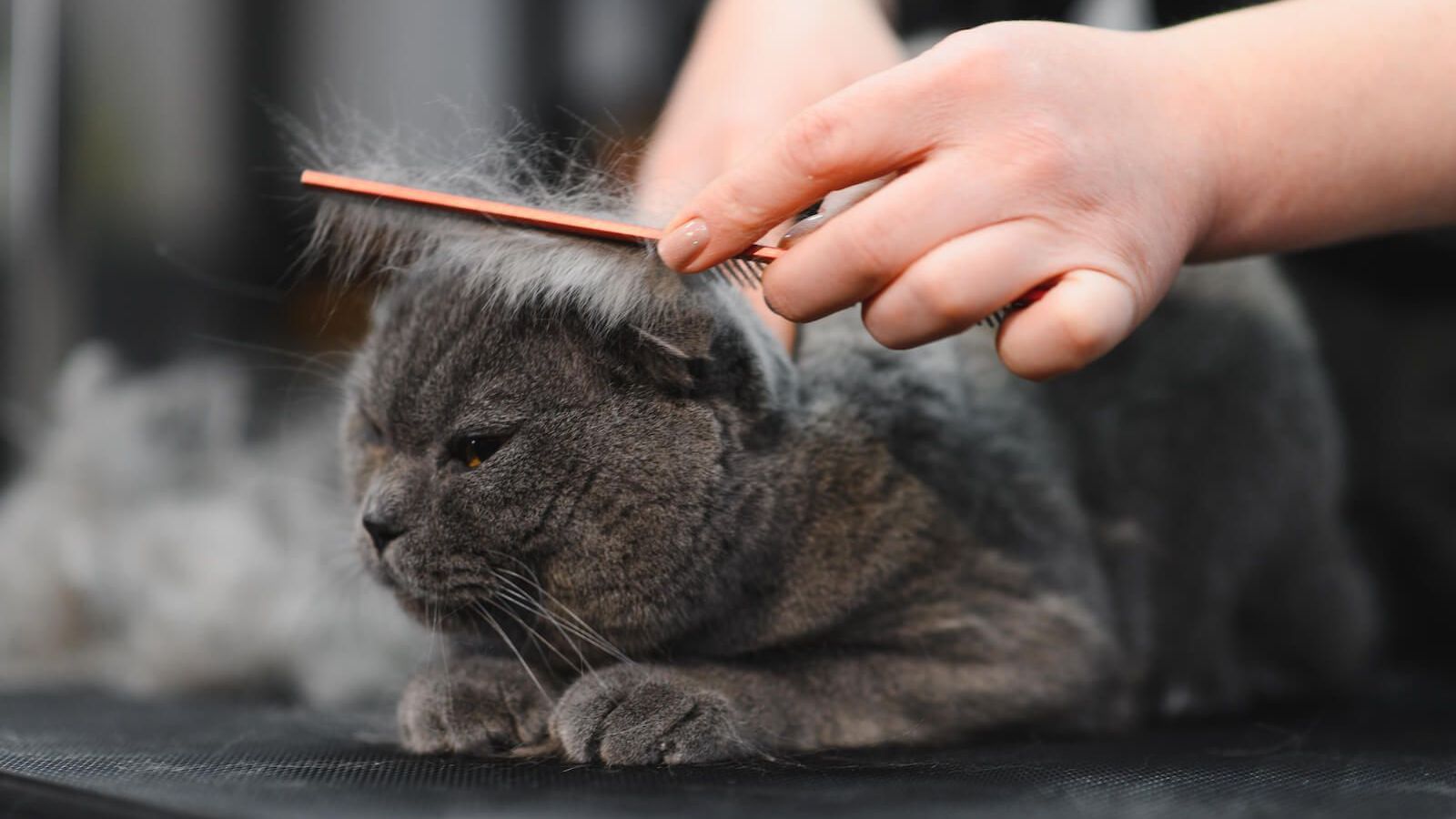 Cat Grooming: Essential Tips for Healthy and Happy Cats