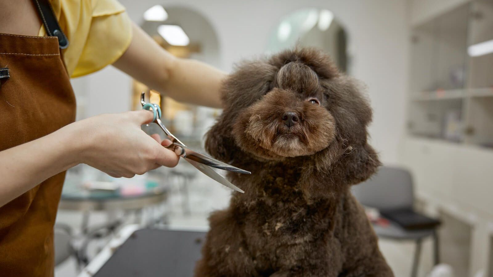 10 Reasons Why Regular Dog Grooming is Recommended by Professionals