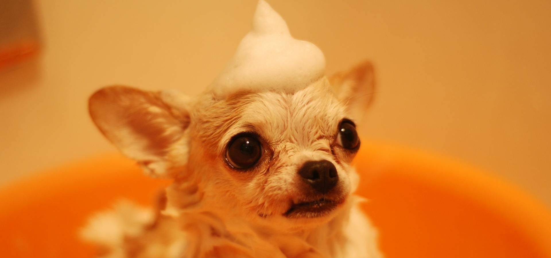 5 Signs your Dog is in need of Professional Grooming