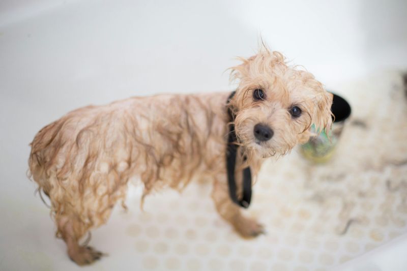 How to Keep a Dog Calm during the Grooming Process