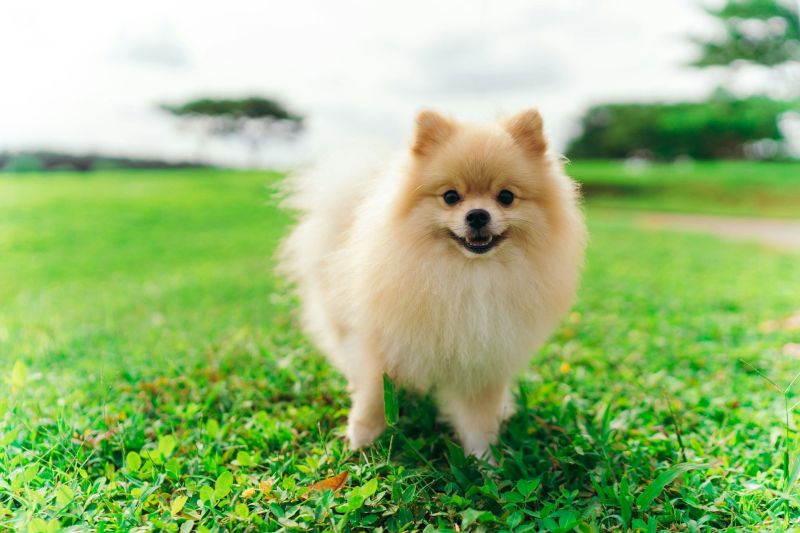 Our Professional Guide to Pomeranian Dog Grooming