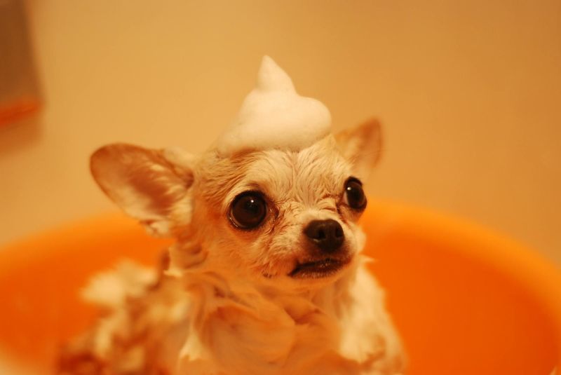 5 Signs your Dog is in need of Professional Grooming