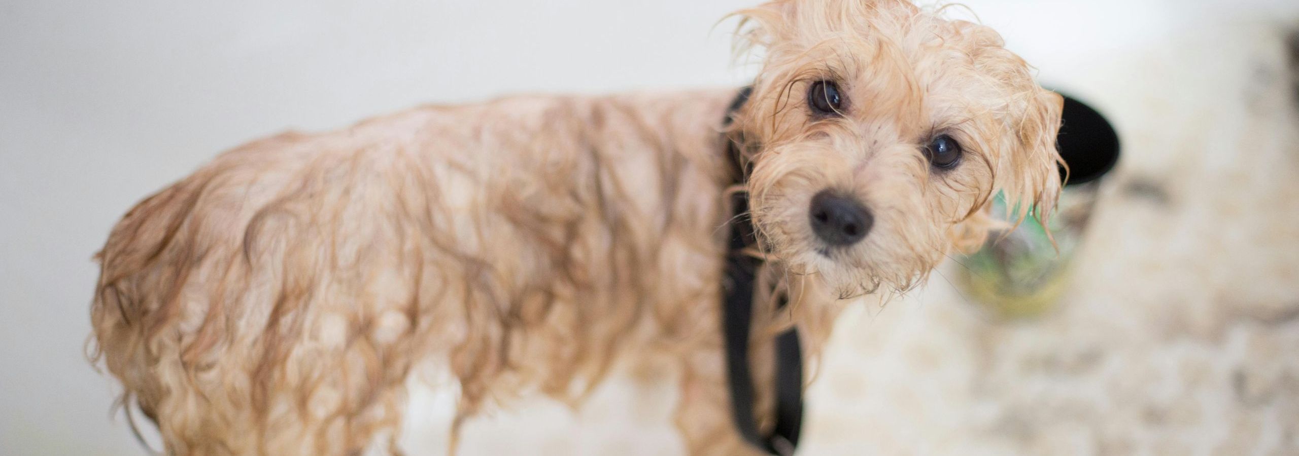 How to Keep a Dog Calm during the Grooming Process