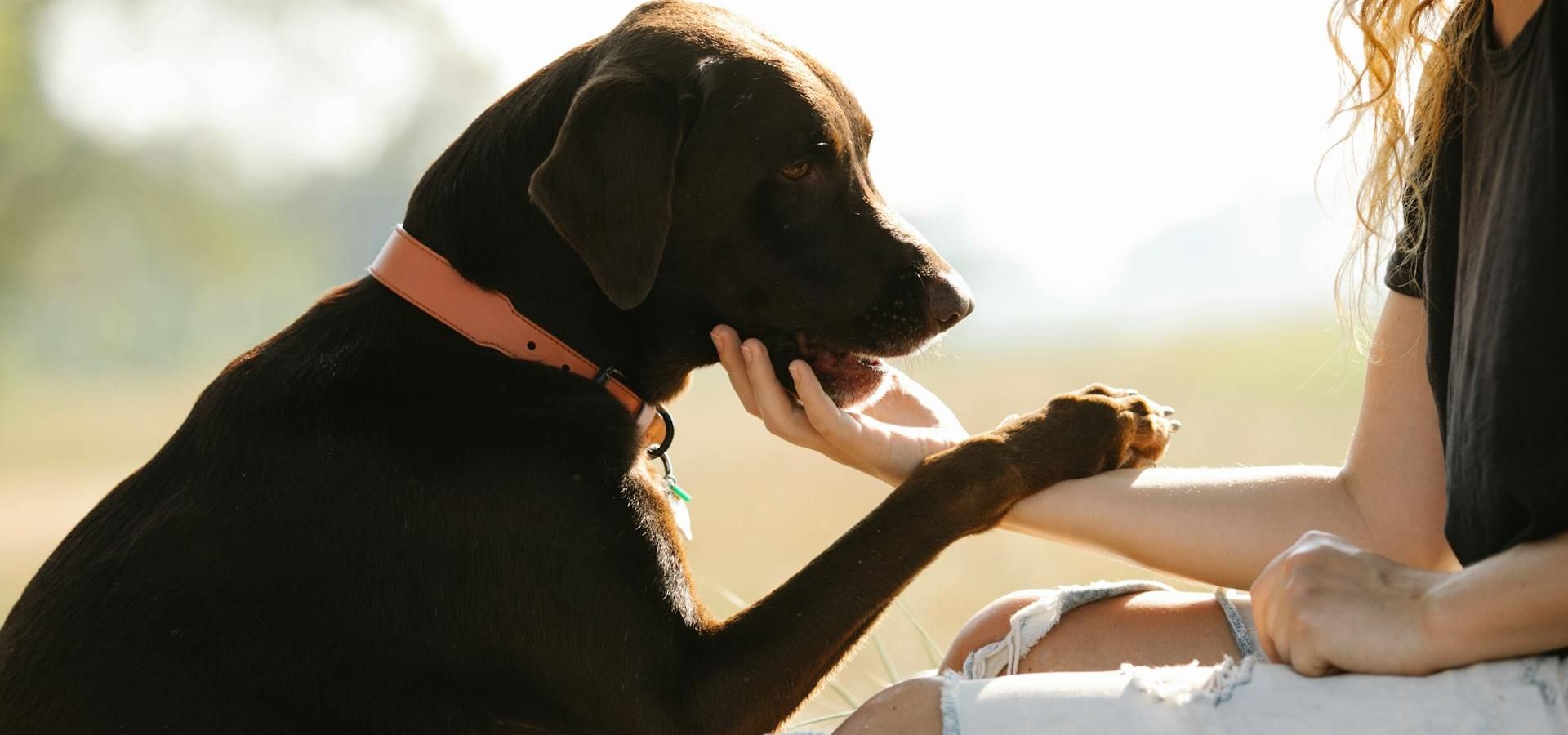 Can Doggy Day Care help with Separation Anxiety?