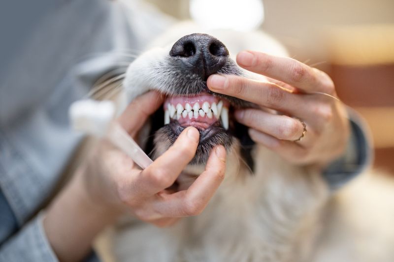 Pet Teeth Cleaning & Pet Dental Care: Essential Guide for Healthy Pets