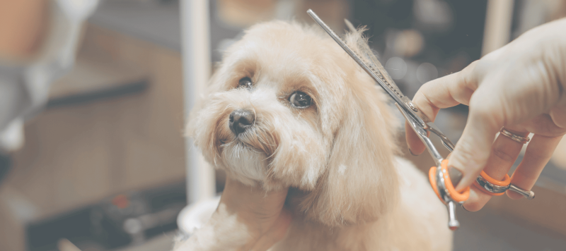Tips for Owners of Reactive Dogs to Prepare for a Calm Groom