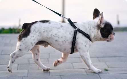 Ultimate Guide: Why Walk Your Dog Daily, How Many Minutes a Day, and How They Feel After