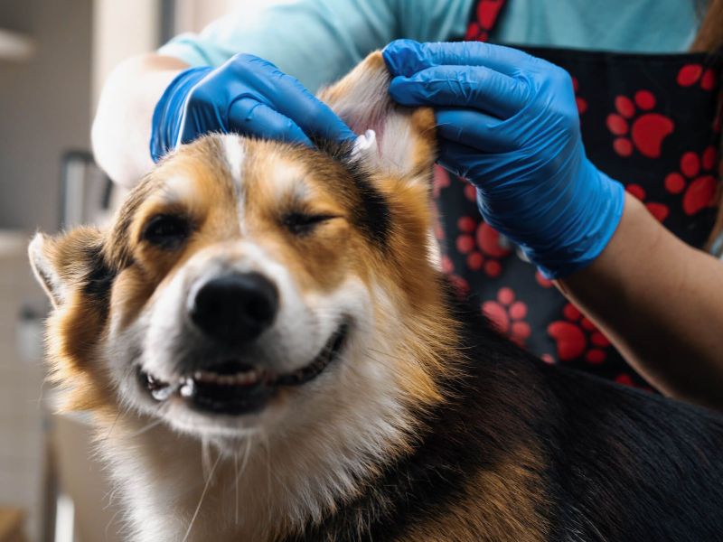 cleaning-dogs-ears-process.jpg