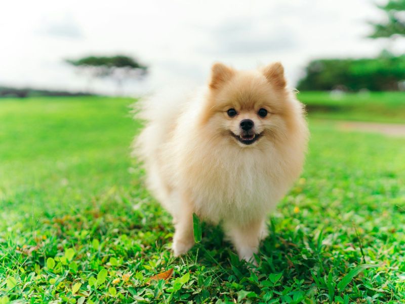 pomeranian-in-grass-field.jpg