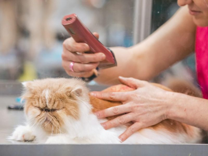 cat-grooming-appointment.jpg