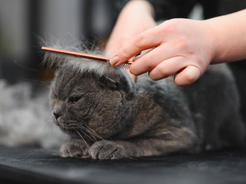 cat-groomers-during-appointment.jpg