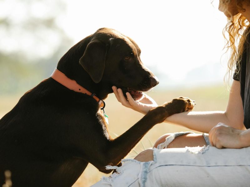 dog-companionship-with-human.jpg
