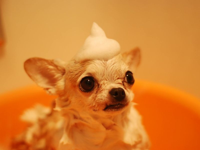 professional-dog-grooming-for-small-breed.jpg