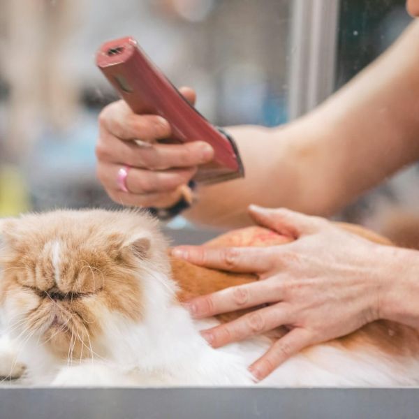 cat-grooming-appointment.jpg