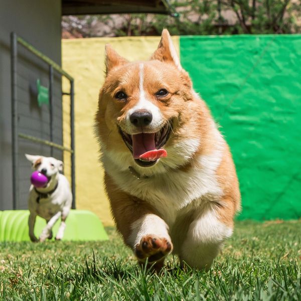 dog-day-care.jpg