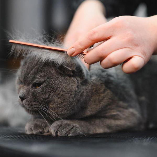 cat-groomers-during-appointment.jpg
