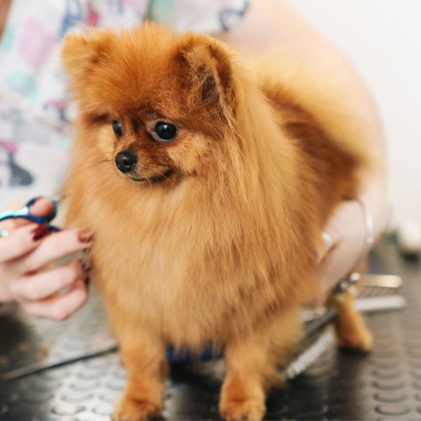dog-grooming.jpg