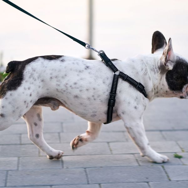 dog-walking.jpg