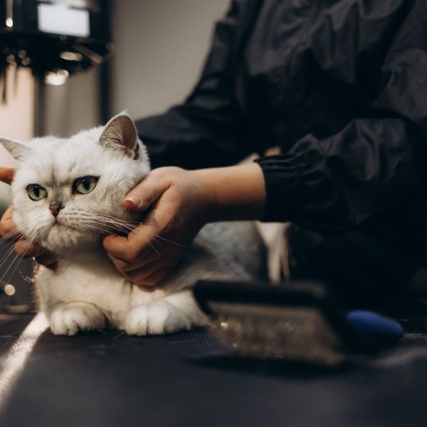 cat-receiving-grooming-treatment.jpg