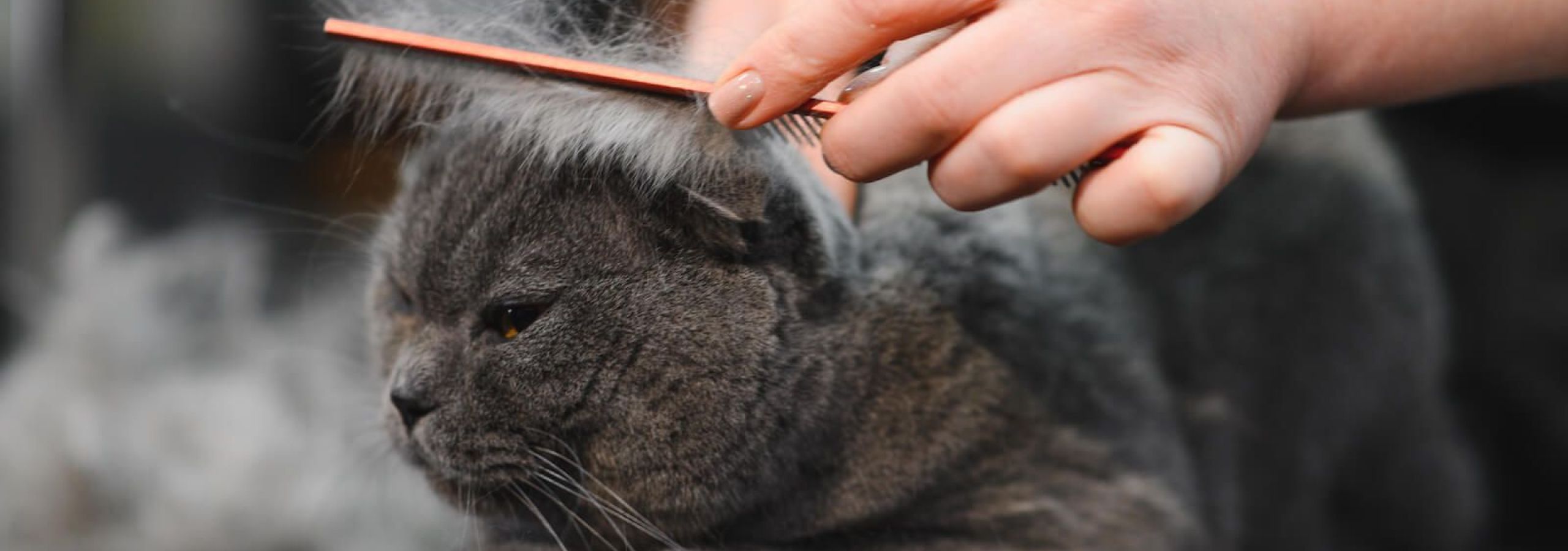 cat-groomers-during-appointment.jpg