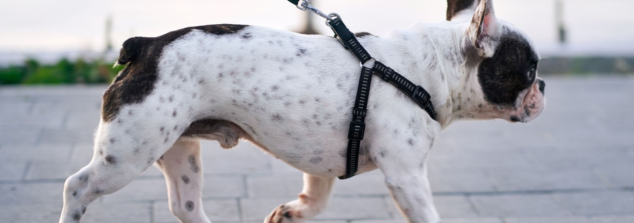 dog-walking.jpg