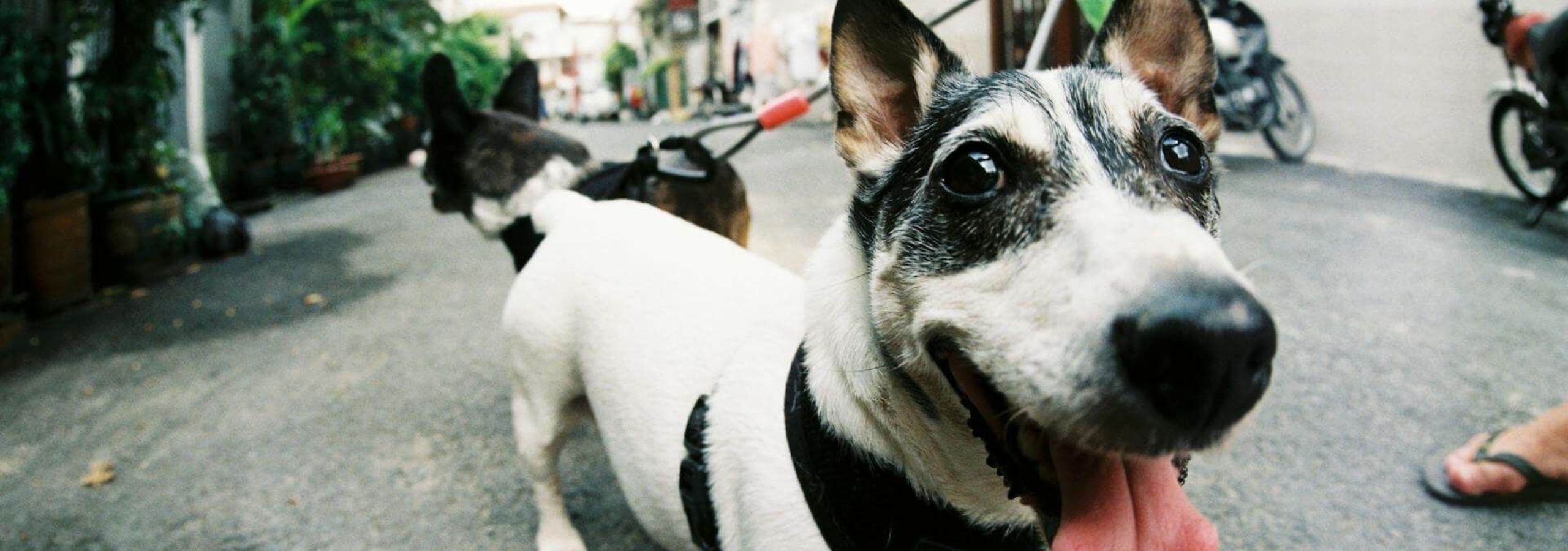 dog-walking-business-service.jpg