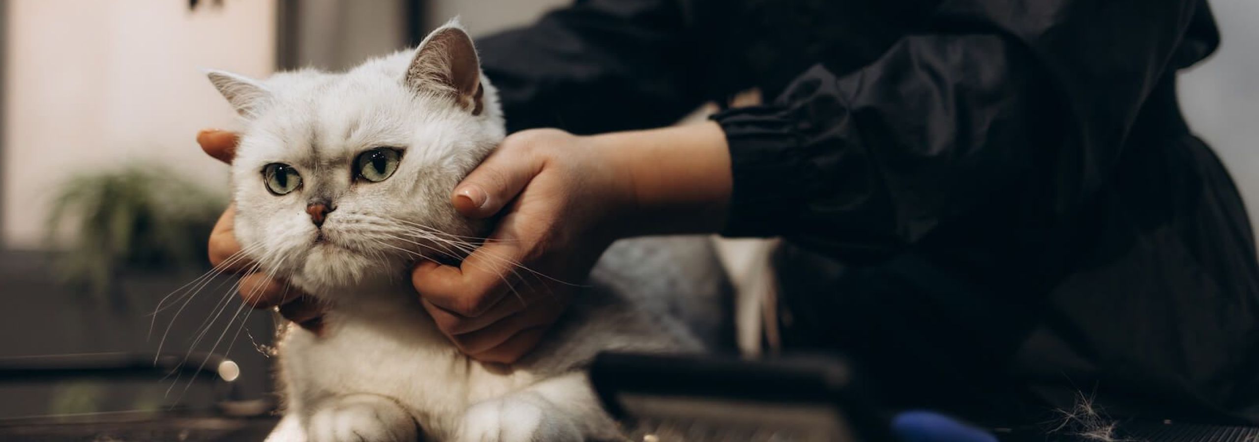 cat-receiving-grooming-treatment.jpg