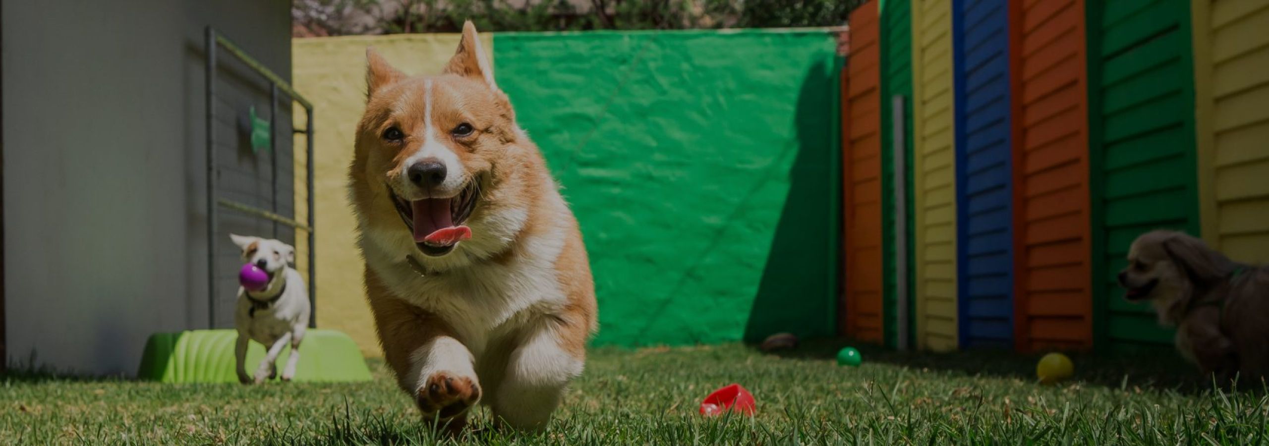Dogs playing in the day care play area